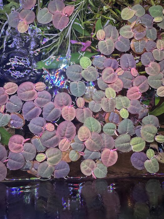 Plantas flutuantes de aquário vermelhas  - Phyllanthus fluitans