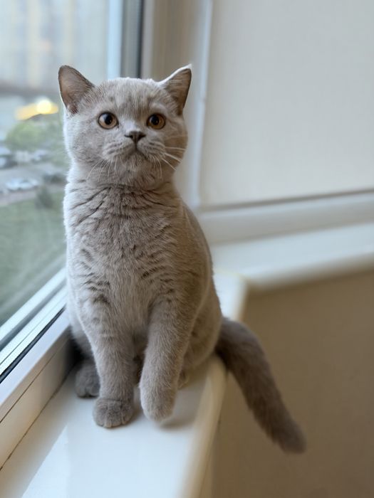 Британська короткошерстна лілова дівчинка