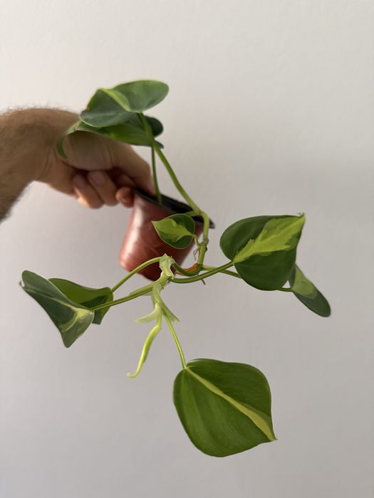 Epidendrum Floribundum425382109480888322