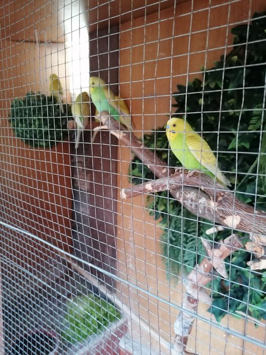 Piriquitos de várias cores