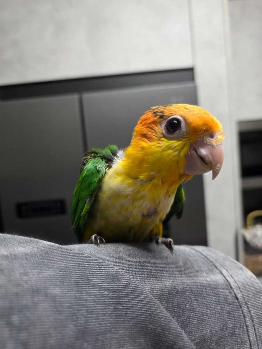 Marianinha cabeça Canela - Pionite Leucogaster - 2 Macho  Criados a mão - Anilhas e com Documentos