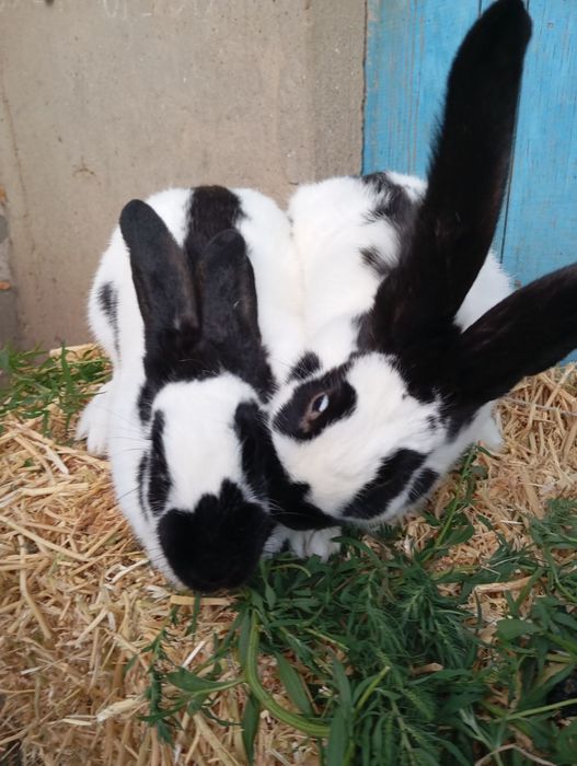 Продам кролей на племя. Немецкий строкач.,самцыНЗК,Полтавское серебро.