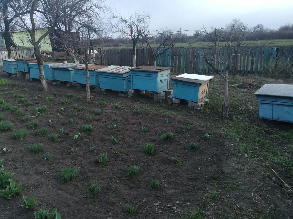 Ульи  для  пчел.