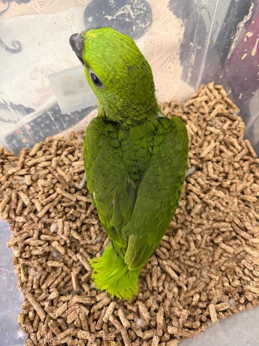 Papagaio Amazona Auropalliata