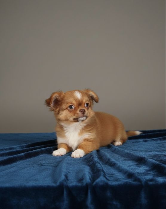 Чизуахуа 3,5 месяца(со всеми прививками)