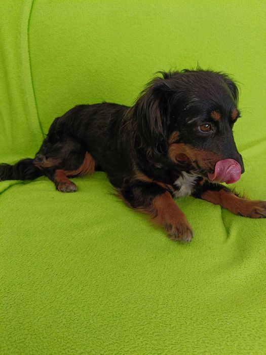 Cloe poleca się do adopcji