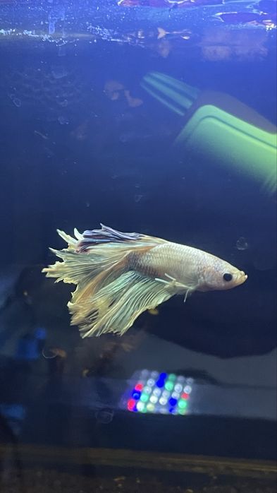 Aquário 14L c/betta branco em tratamento