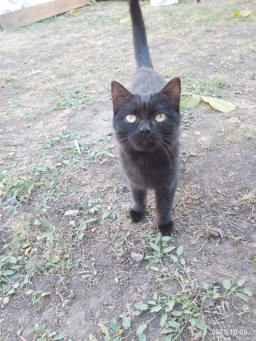 Кошеня дівчинка, чорного кольору шукає родину