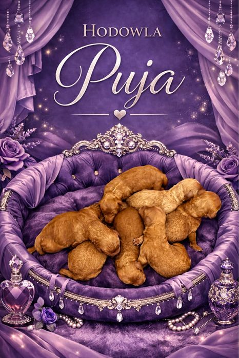 Pudel miniaturowy / toy