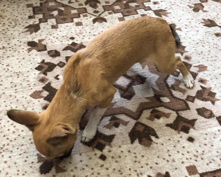 Підрощений хлопчик чихуахуа
