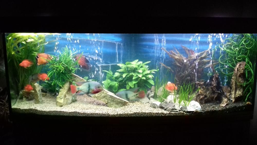 Профессиональное обслуживание пресноводных аквариумов