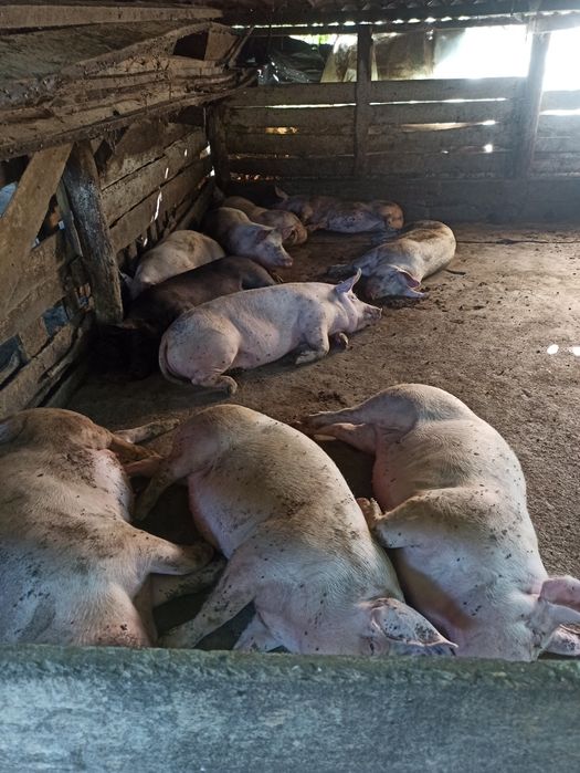 Продам свиней откорм