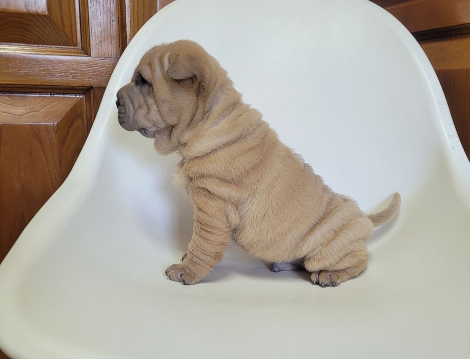 Sharpei macho bebé