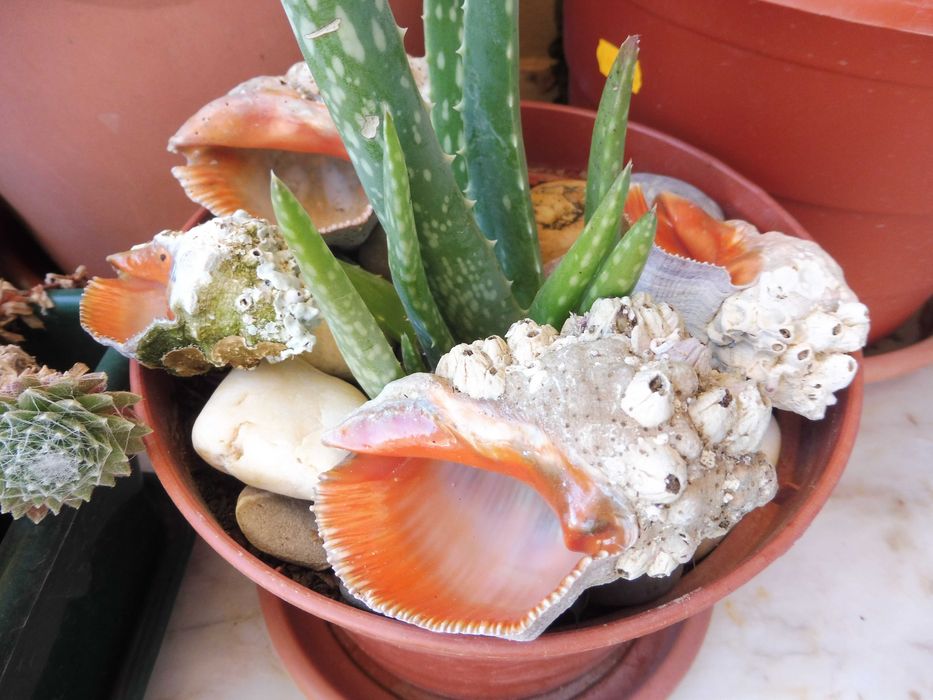 Búzios Laranjas do Algarve