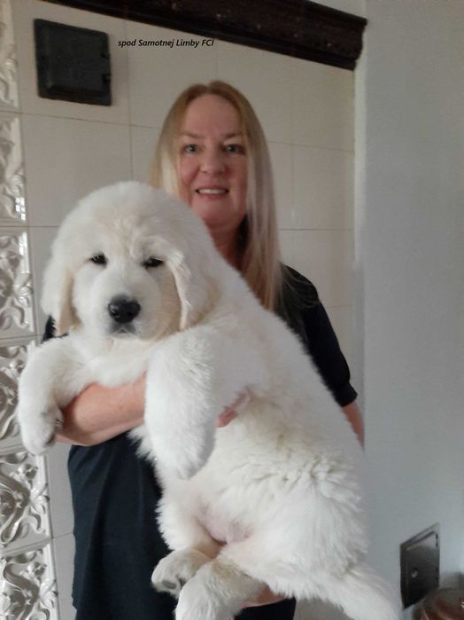 Polski Owczarek Podhalański FCI, ZKwP - szczeniak