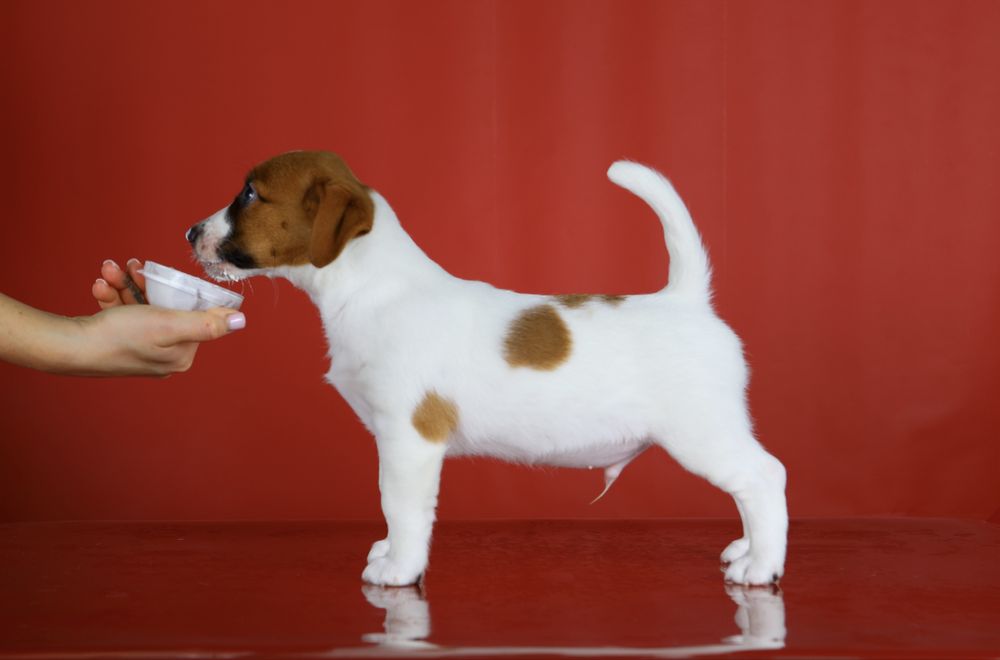 Цуценята Джек Рассел КСУ