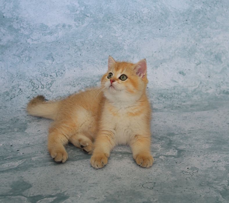 Кошеня золота шиншила