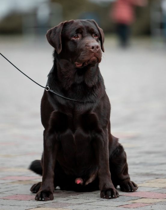 Открыт для вязок молодой, перспективный кобель лабрадор ретривер!