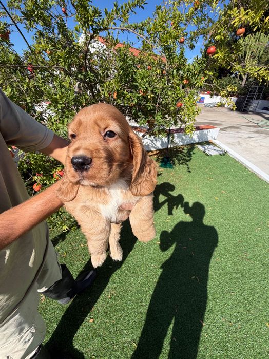 Cocker Spaniel Inglês Dourado.