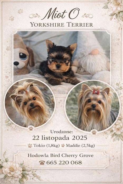 Yorkshire terrier york chłopczyk mini gotowy do odbioru