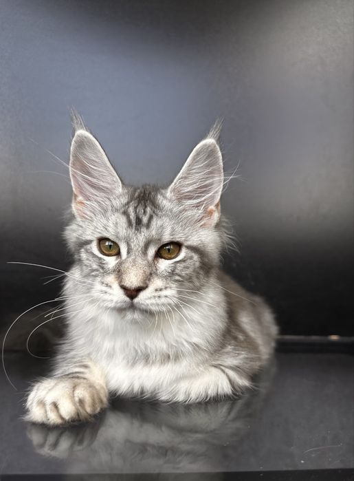 Котенок мейн кун из питомника 5 месяцев