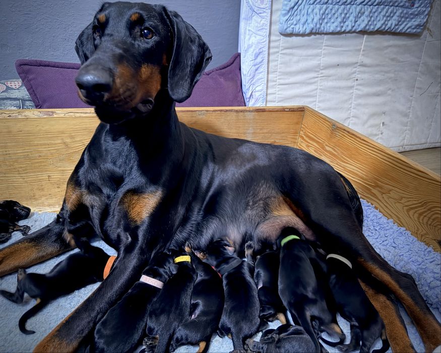 Już są-FCI DOBERMAN suczka zkwp