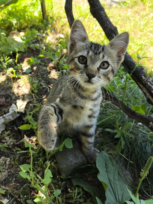 Смугасті кошенята, Корніївка