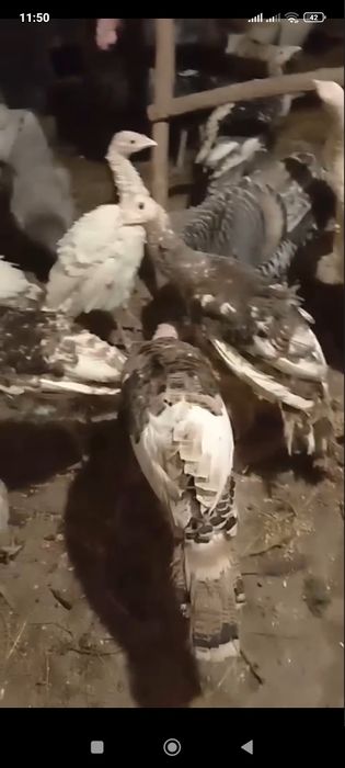 Продам Индюков возвраст разный