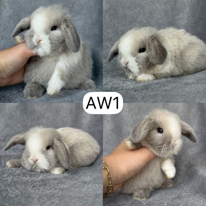 Królik Baranek Miniaturka MINI LOP