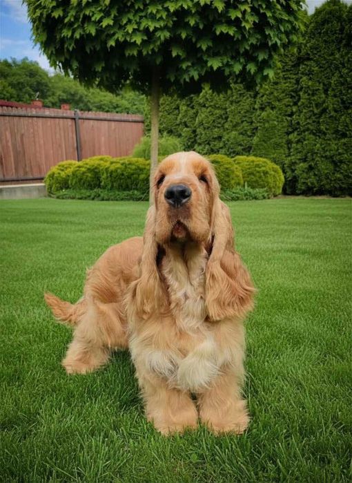 Cocker spaniel angielski
