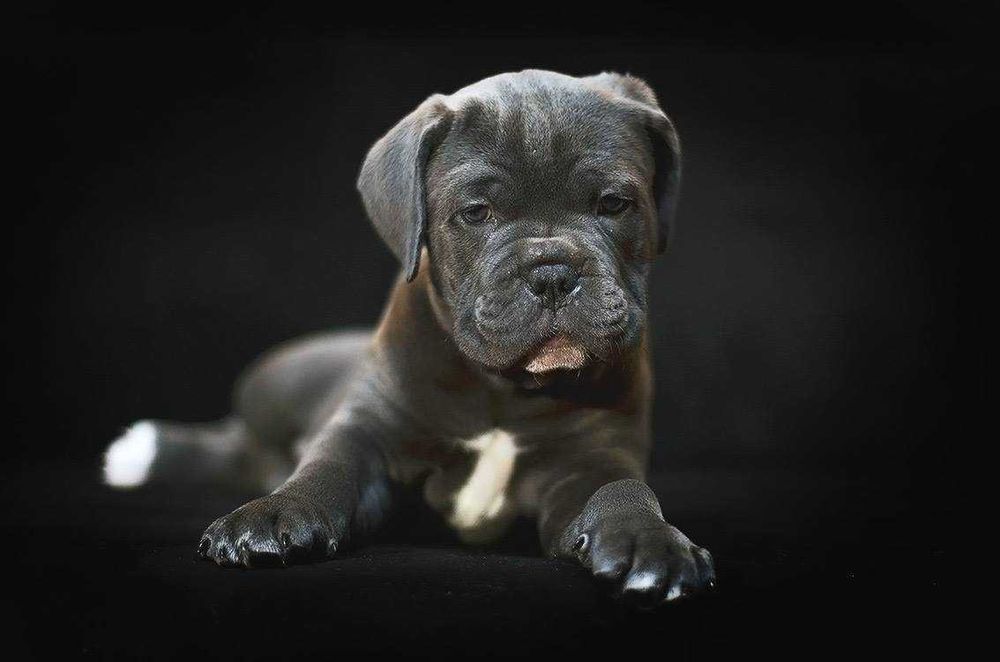 Ласковая лапулька-корсулька, Тайра