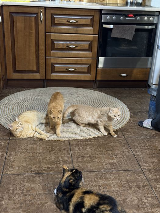 Віддам в добрі руки котиків