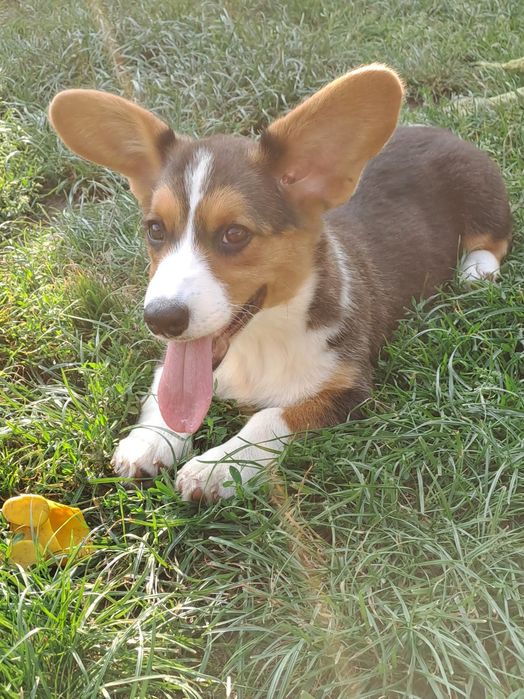 **DEBBIE* sunia Welsh Corgi Cardigan rodzice FCI gotowa do odbioru