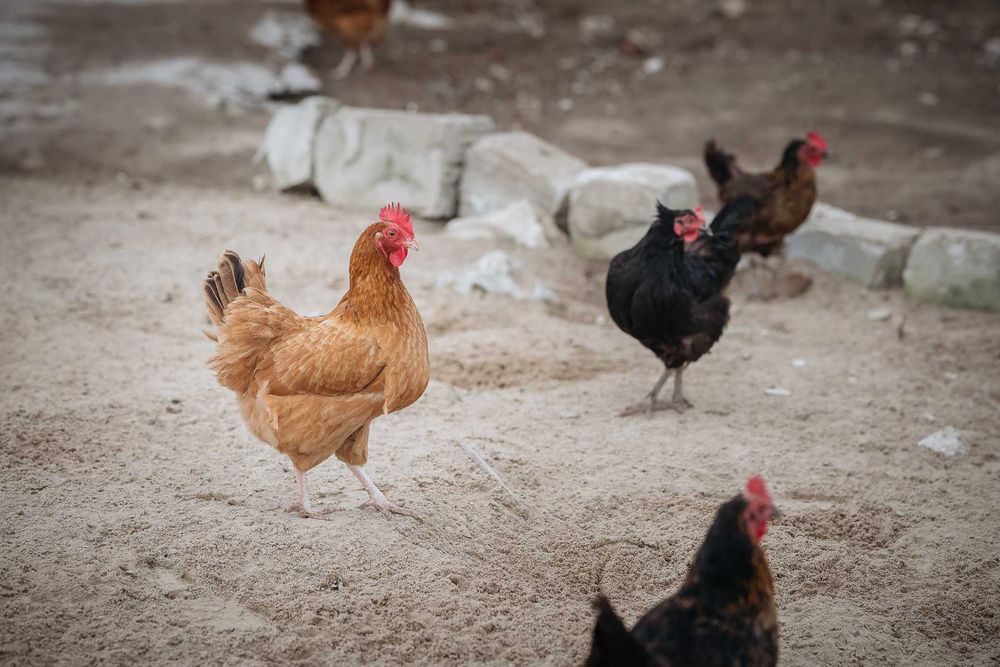 Sprzedaż Kur, Kurki Nioski – Sprawdź Naszą Ofertę