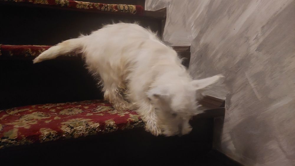 West Highland White Terrier