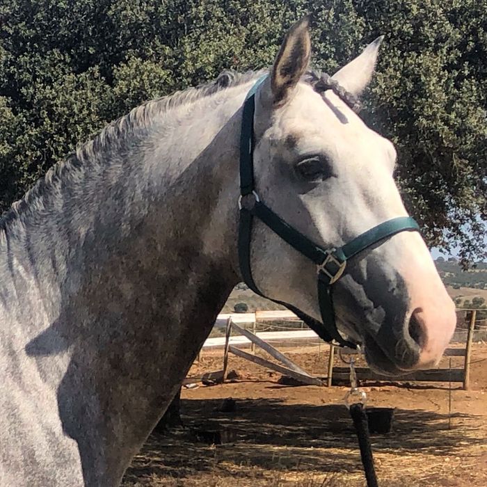 Cobriçoes cavalo Lusitano com 75.5