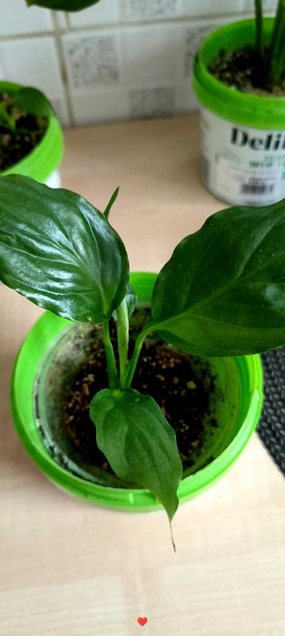 Skrzydłokwiat („kobiece szczęście”) – różne rozmiary