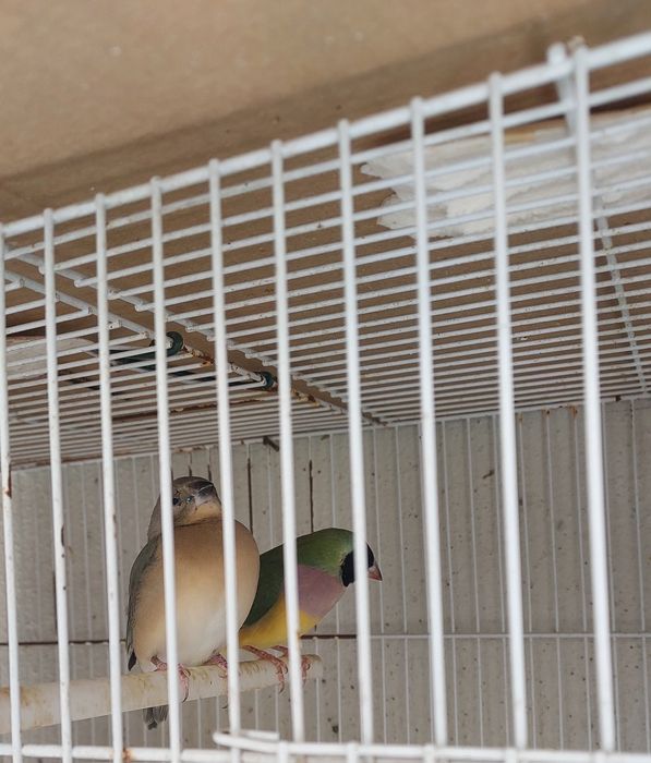 Diamantes Gould crias