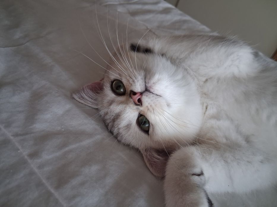 British Shorthair  silver chinchilla