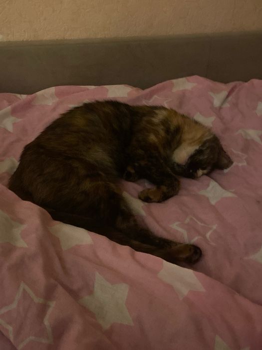 Котёнок девочка в добрые руки!