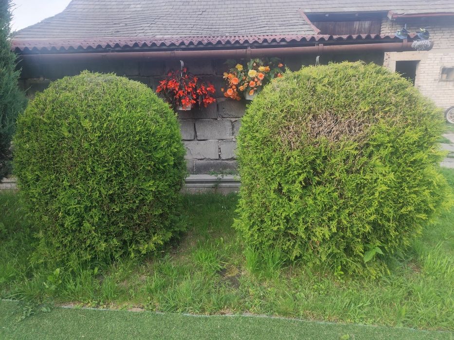 Tuja kulista duża