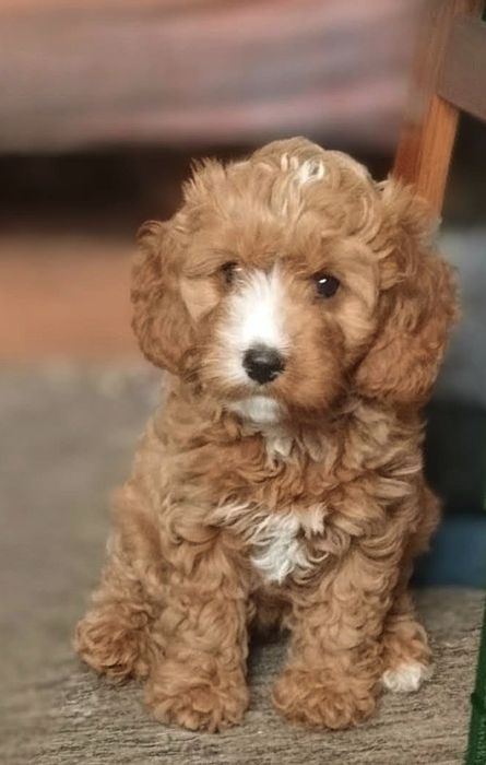 Cavapoo F1 suczka