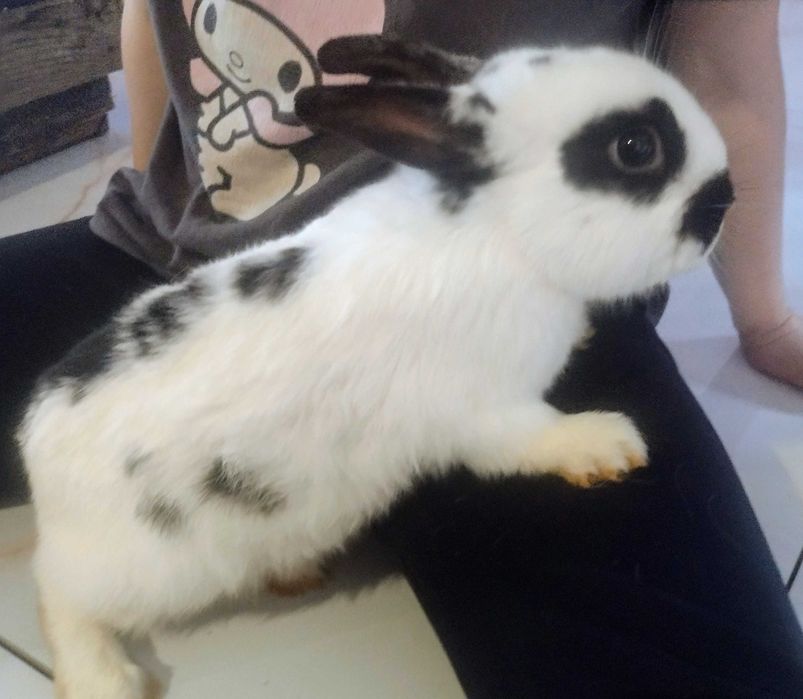 Sprzedam króliki miniaturki