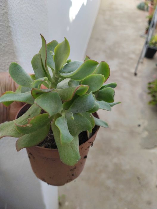 Suculentas envio CTT 1€