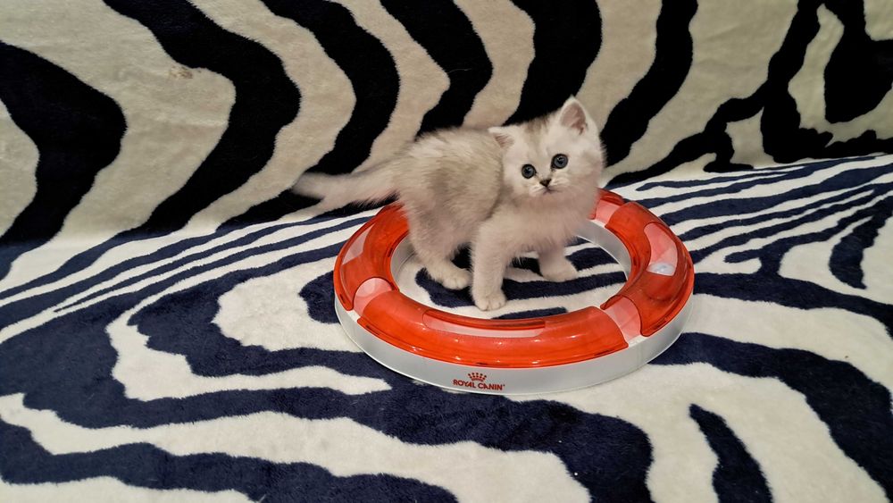 Ласковый шотландский котенок серебристая шиншилла