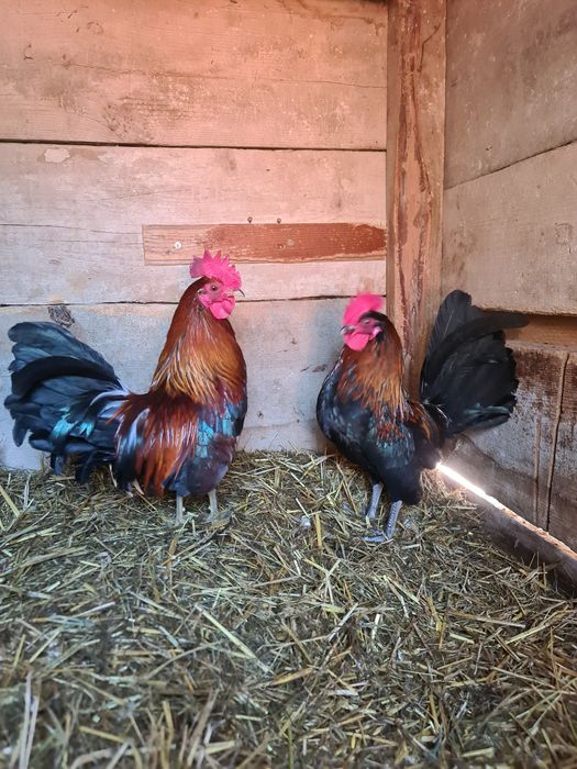 Karzełek liliput cwerg przepiórki