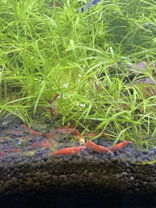 Camarões Neocaridina (Red Cherry)