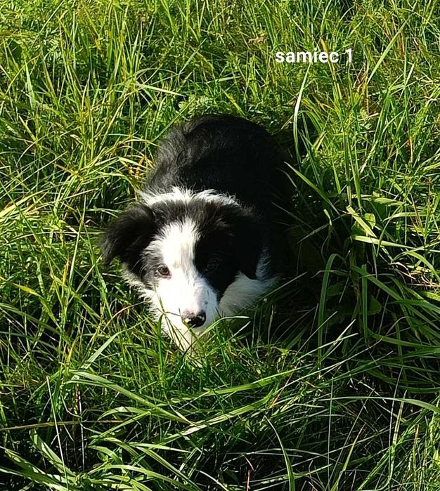 Border collie chłopiec z rodowodem