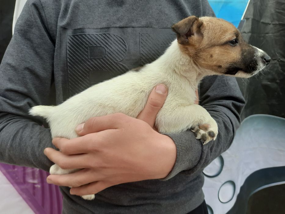 Классныая малышка фокс