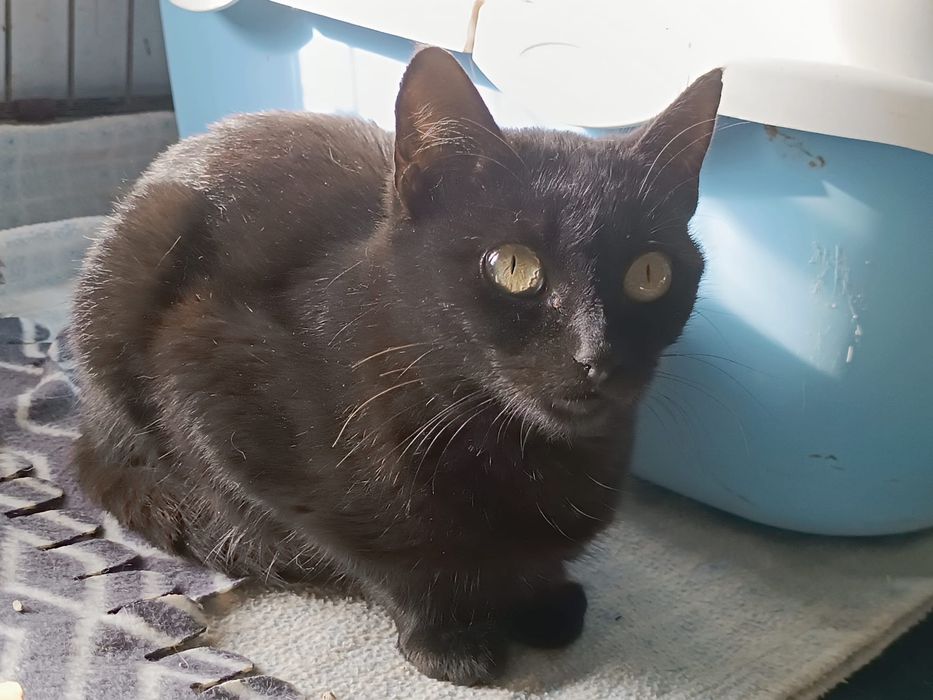 2 Gatas pretas Juvenis para Adoção!